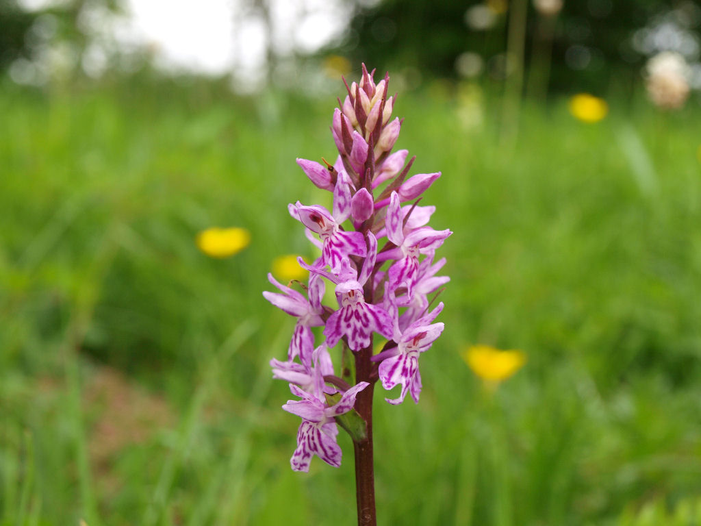 Dubbi du due orchidee